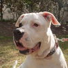 Brooklyn the American Bulldog