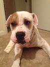 Gauge the American Bulldog
