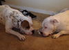 Gauge the American Bulldog
