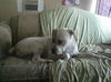 Gauge the American Bulldog