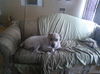 Gauge the American Bulldog