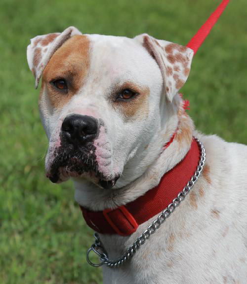 Gauge the American Bulldog
