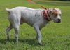 Gauge the American Bulldog