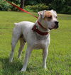 Gauge the American Bulldog