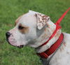 Gauge the American Bulldog