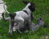 Twizzler the Puppy