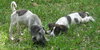 Twizzler the Puppy