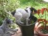 Twizzler the Puppy