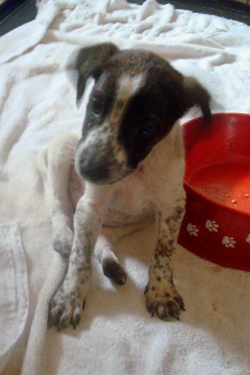 Twizzler the Puppy
