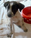 Twizzler the Puppy