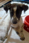 Twizzler the Puppy
