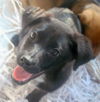 Treasa the Puppy