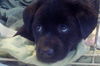 Treasa the Puppy