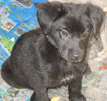 Treasa the Puppy