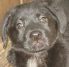 Treasa the Puppy