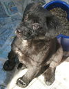 Treasa the Puppy
