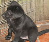 Treasa the Puppy