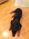 Max the Rottweiler
