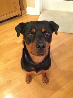 Max the Rottweiler