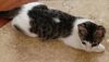 Junior the Loving Kitten