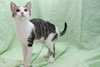 Junior the Loving Kitten