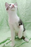 Junior the Loving Kitten