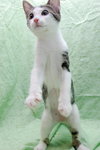Junior the Loving Kitten