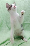 Junior the Loving Kitten