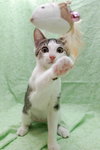 Junior the Loving Kitten