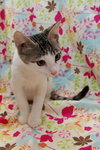 Pepsi the Cuddly Kitten