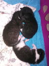 Chuck the Snoopy Kitten