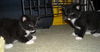 Chuck the Snoopy Kitten