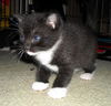 Chuck the Snoopy Kitten