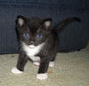 Chuck the Snoopy Kitten