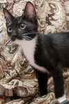Chuck the Snoopy Kitten