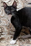 Chuck the Snoopy Kitten