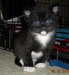 Linus the Snoopy Kitten