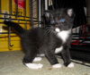 Linus the Snoopy Kitten