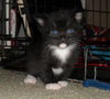 Linus the Snoopy Kitten