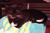 Linus the Snoopy Kitten
