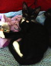 Linus the Snoopy Kitten