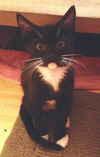 Linus the Snoopy Kitten