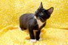 Linus the Snoopy Kitten