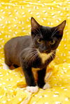 Linus the Snoopy Kitten