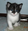 Patty the Snoopy Kitten