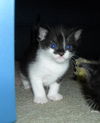 Patty the Snoopy Kitten