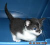 Patty the Snoopy Kitten