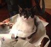 Patty the Snoopy Kitten