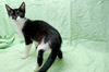 Patty the Snoopy Kitten