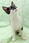 Patty the Snoopy Kitten
